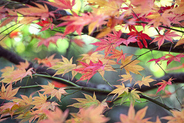 Colourful autumn leaves of the Japanese maple.