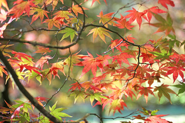 Colourful autumn leaves of the Japanese maple.