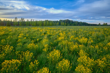 Fototapeta na wymiar Yellow rapeseed field in May and colorful sky: blue, yellow, green, European nature.