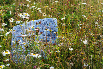 An old granite headstone in a disused cemetery, overgrown by grass and wildflowers. - obrazy, fototapety, plakaty