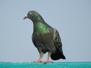 A green Throat common pigeon with background of blue sky 