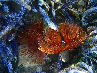 Orange marine feather duster worms (Sabellidae) on Mediterranean sea seabed