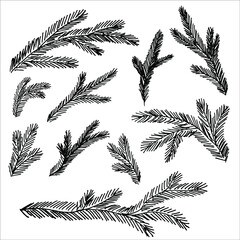 Set of hand-drawn Branch of Christmas tree or pine. Vector illustration in doodle style