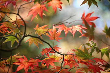 Colourful autumn leaves of the Japanese maple.