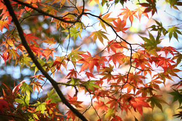Colourful autumn leaves of the Japanese maple.