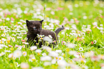 kotek na łące kitten on the Meadow 