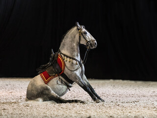 A white horse sits on the floor. Lipizzaner under the saddle and with a frenulum. Side view. Horse...