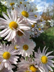 Fototapeta premium daisies of the sky
