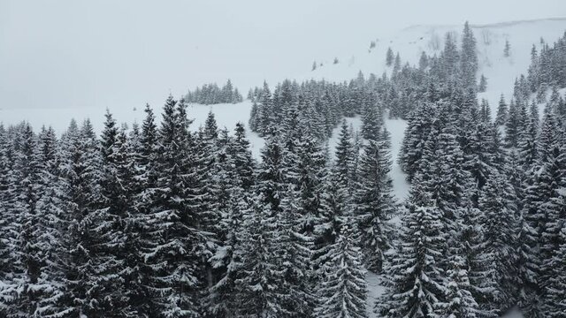 Flying above snowy forest. Snowfall in winter. Snow storm above frozen trees. Aerial view of snow cowered trees in Mountains 