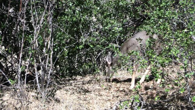 Mule Deer Browsing and Hiding in an Oak Tree Wood During Rutting Season in the California Hills