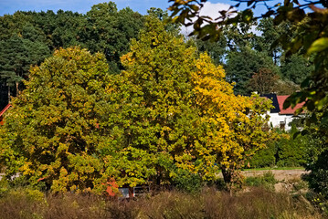 Dęby ( Quercus) w jesiennych barwach liści  ( żółte i pomarańczowe ) . Oaks (Quercus) in autumn leaf colors (yellow and orange).  © Grzegorz