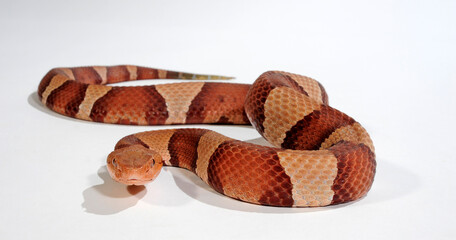 Giftschlange - Kupferkopf // Eastern copperhead (Agkistrodon contortrix)