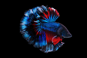 Muti-color siamese betta fish or  betta splendens fighting fish on black background.