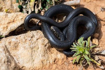 Black western whip snake, Hierophis viridiflavus, basking in the sun on a rocky cliff in Malta