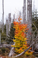 Herbstlicher Blickfang
