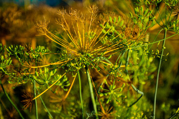 Dill umbrella on green background