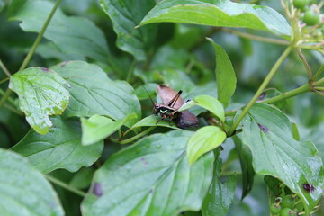 Grasshopper like insect in the natural habitat