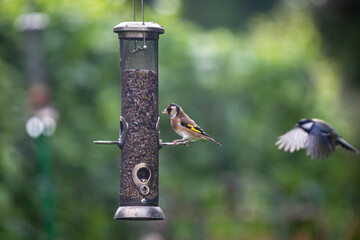 A Goldfinch Feeding on Seeds, with a Shallow Depth of Field