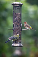 A Great Tit and Goldfinch Feeding on Seeds in a Sussex Garden, with a Shallow Depth of Field