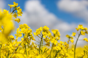 Canols/Rapeseed Crops in the Spring Sunshine, with a Shallow Depth of Field