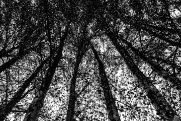 A high contrast photograph looking up at trees