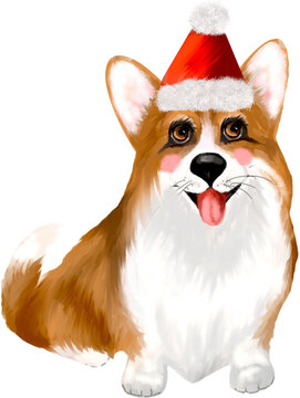 Dog corgi 