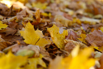 Naklejka na ściany i meble autumn leaves on the grass