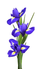 Meubelstickers Purple iris flowers in a floral vertical arrangement isolated © Ortis