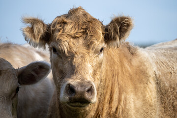 Angus and murray greey cows running through water in a paddock and field, in Australia