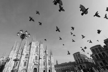 Flock of birds flying in front of the Cathedral Duomo in Milan, Italy