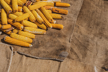 Dried corn on jute sack