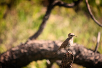 Small Bird