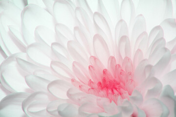 Pretty Close Up of Flowers and Petals for Botanical Background