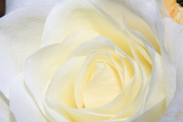 White Rose Close Up of the Flower Petals