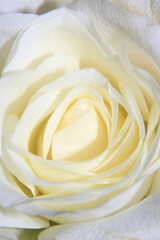 White Rose Close Up of the Flower Petals