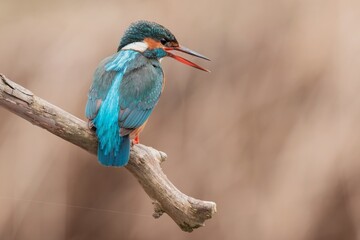 kingfisher