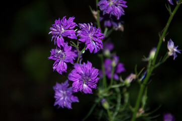 Blue cornflower flower in the evening. High quality photo