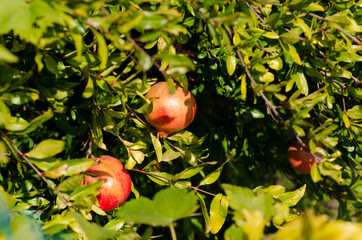 Pomegranate on the plant, a colorful seasonal fruit, rich in vitamins and antioxidants; ideal for juices and drinks to make in the kitchen or cheerful and colorful menus and cocktails.
