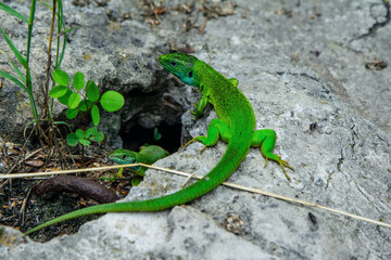 
Bright green lizard with long tail sitting on the stone in a forest. Reptile crawling on the cliff.
