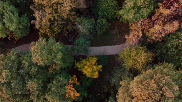 Autumn Forest Colors, Drone Video. Aerial Footage Of Fall Orange Trees In A Park From Above. Top Down Beautiful Colorful Drone Shot Ascending Up Revealing A Walk Path.