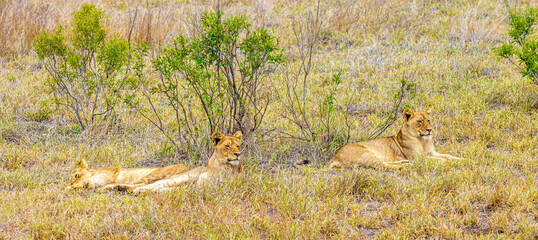Lions at safari in Mpumalanga Kruger National Park South Africa.