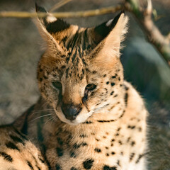 Predatory African mammal of the genus Caracal family Felidae.