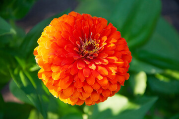 Orange zinnia flower close up. High quality photo