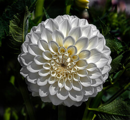 View of dahlia in the garden. Variety - Boom boom white © Mikhail Blajenov