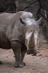 Naklejka premium rhino in the zoo