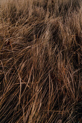 yellow dry grass