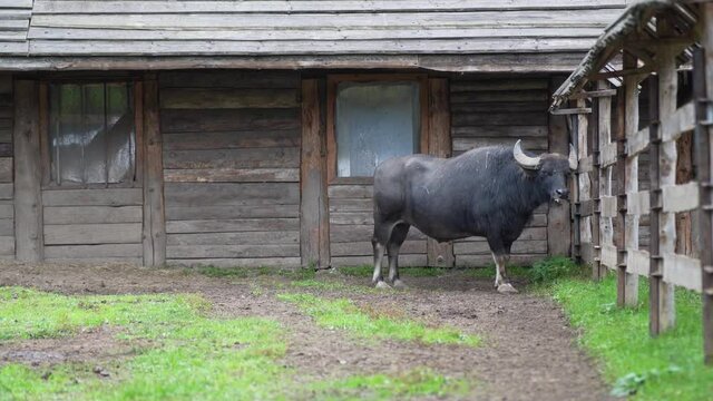 A black buffalo stands in the zoo enclosure