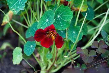Red nasturtium flower close up. High quality photo