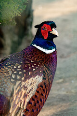 Pheasant hunting hybrid, a bird of a number of chickens.