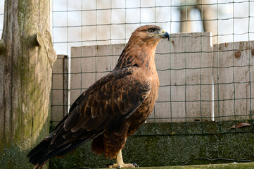 steppe buzzard of a number of falcons, a Red Book bird that lives in mountainous and steppe areas.